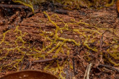 Türlerin çok başlı salyasının plazmiti Physarum polycephalum bir ağacın köküne yayılmış.