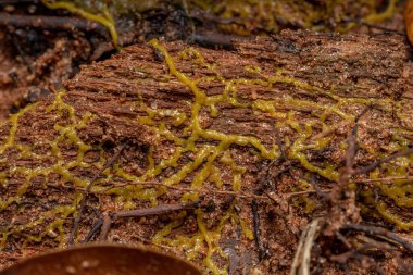 Plasmid of  the Many Headed Slime of the species Physarum polycephalum spread on a root of a tree clipart