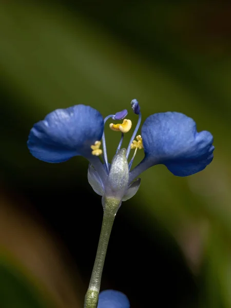 Commelina Cinsinin Günçiçeği Bitkisinin Mavi Çiçeği — Stok fotoğraf