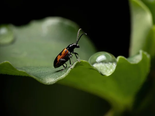 Adult Shining Leaf Beetle Genus Neolema — 스톡 사진