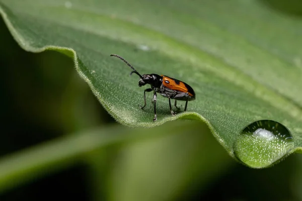 Adult Shining Leaf Beetle Genus Neolema — 스톡 사진