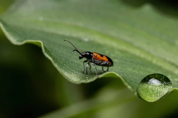 Adult Shining Leaf Beetle Genus Neolema — 스톡 사진