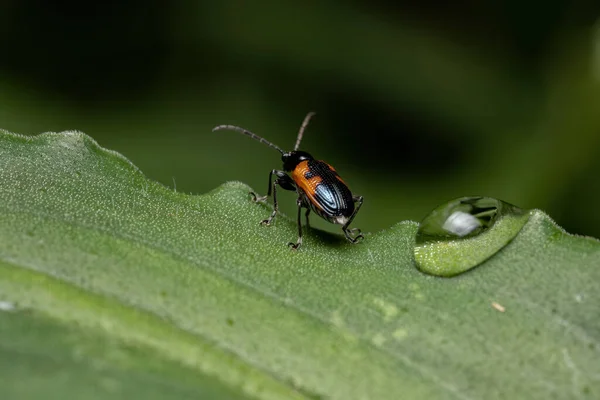 Adult Shining Leaf Beetle Genus Neolema — 스톡 사진