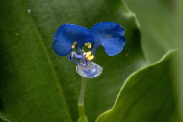 Blauwe Bloem Van Dagbloem Plant Van Genus Commelina — Stockfoto