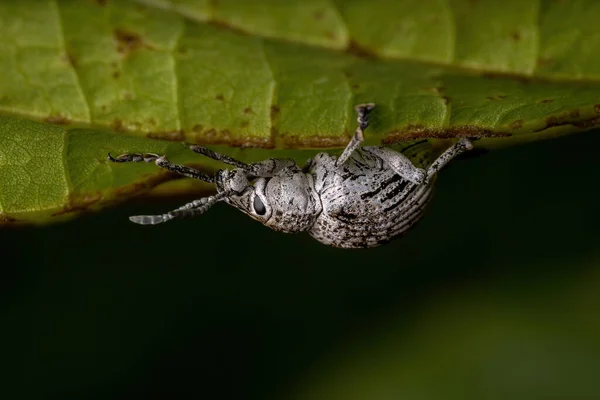 Weevil Broad Nosed Espécie Cydianerus Latruncularius Uma Folha Verde — Fotografia de Stock