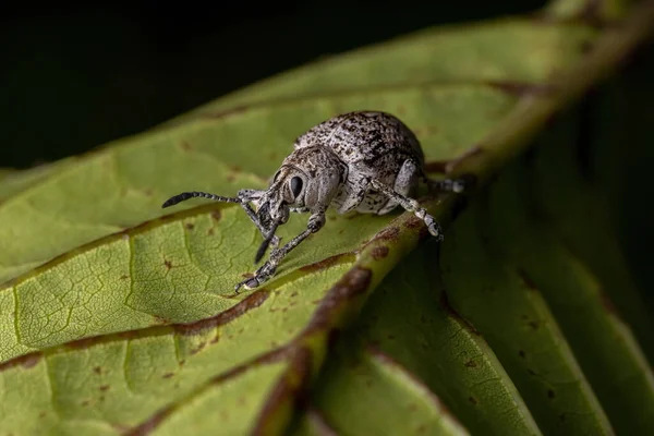 Geniş burunlu buğday biti Cydianerus latruncularius yeşil yapraklı