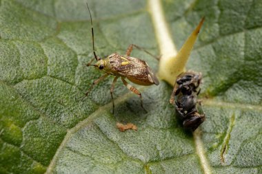 Mirini kabilesinin küçük bitki böceği.