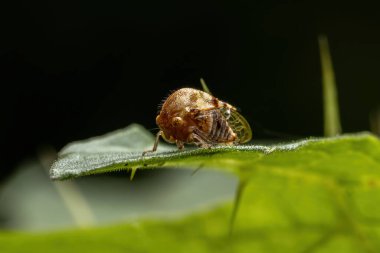 Membracidae ailesinin Tipik Yetişkin Ağaç Bekçisi