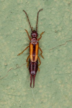 Doru taeniatum türünün Yetişkin Lined Earwig 'i