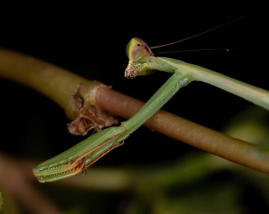 Oxyopsis cinsinden Küçük Mantid Nymph
