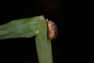 Dioprosopa cinsinden asalak Hover Fly Pupa