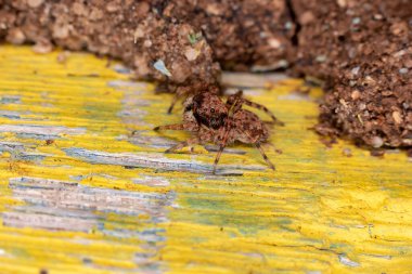 Marma nigritarsis türünün küçük zıplayan örümceği