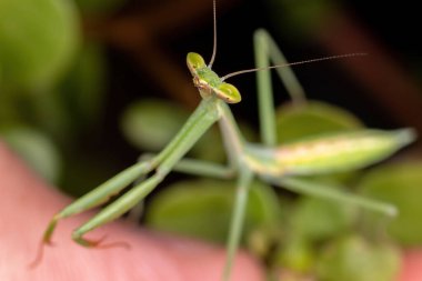 Oxyopsis cinsinden Küçük Mantid Nymph