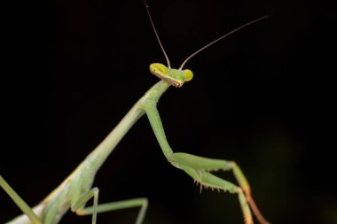 Oxyopsis cinsinden Küçük Mantid Nymph