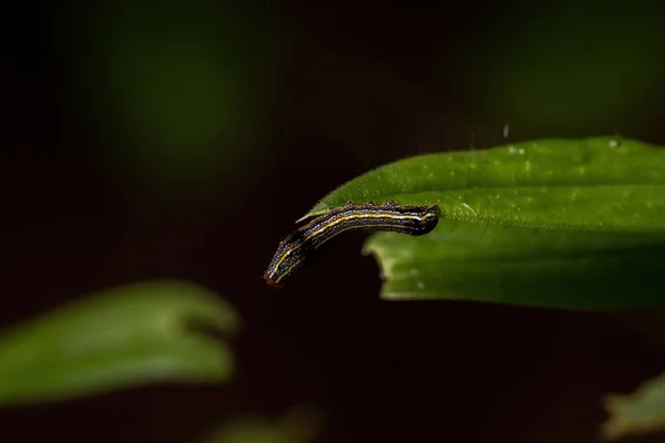 Pequena Caterpillar Gênero Spodoptera Comendo Uma Planta — Fotografia de Stock