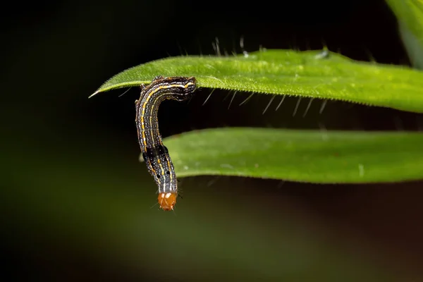 Pequena Caterpillar Gênero Spodoptera Comendo Uma Planta — Fotografia de Stock