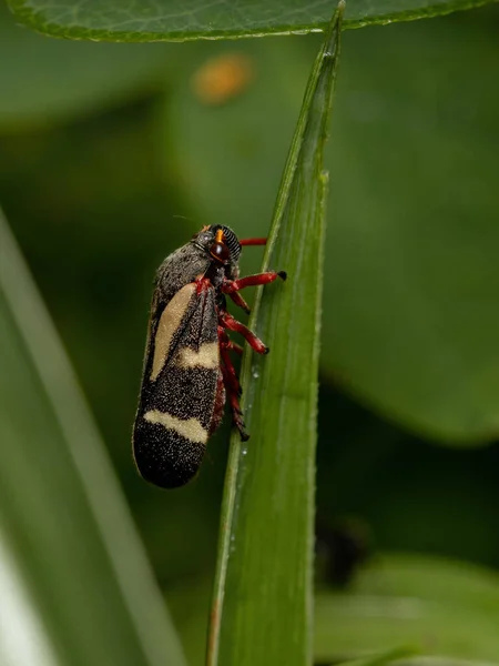 Grenouille Adulte Espèce Deois Flavopicta — Photo