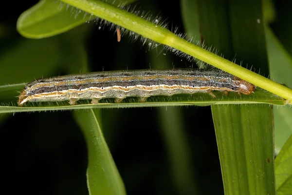 Housenka Řádu Lepidoptera Listu — Stock fotografie