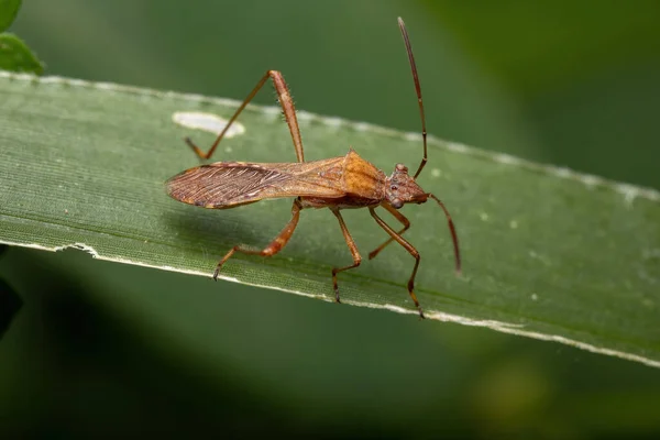 Ενηλίκων Broad Headed Bug Της Υποοικογένειας Alydinae — Φωτογραφία Αρχείου