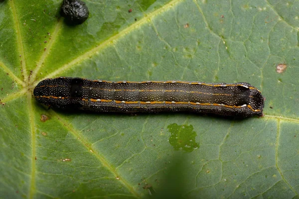 Piccolo Bruco Del Genere Spodoptera Che Mangia Una Pianta — Foto Stock