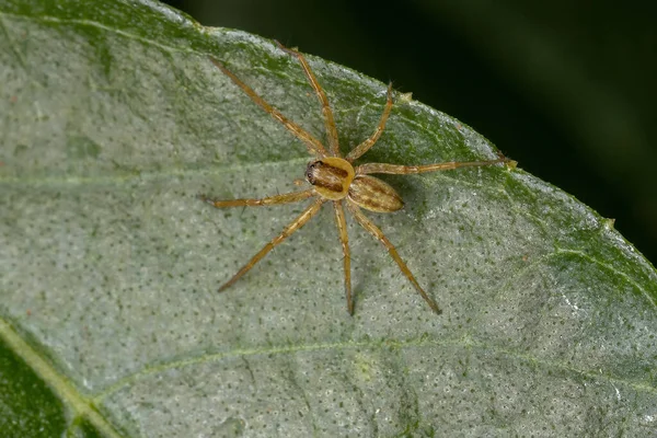 Μικρή Entelegyne Spider Infraorder Entelegynae Ένα Φύλλο — Φωτογραφία Αρχείου
