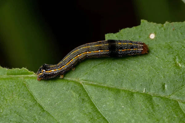 Spodoptera Cinsinin Küçük Tırtılı Bir Bitkiyi Yiyor — Stok fotoğraf