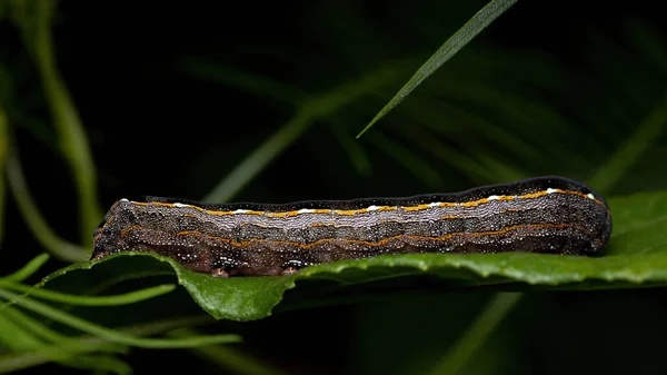 Spodoptera Cinsinin Küçük Tırtılı Bir Bitkiyi Yiyor — Stok fotoğraf