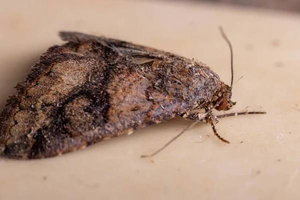 Polilla Adulta Familia Erebidae —  Fotos de Stock