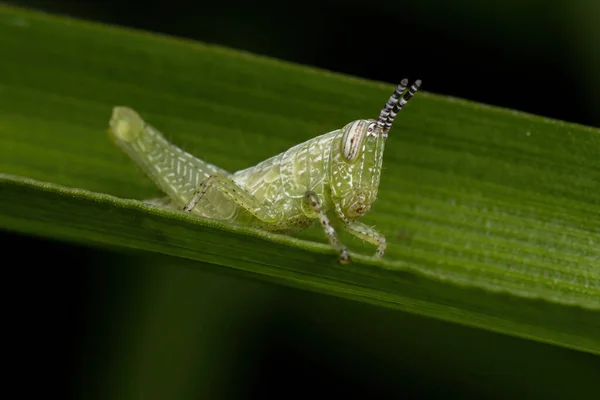 Βραχυκύκλωμα Grasshopper Νύμφη Της Οικογένειας Acrididae — Φωτογραφία Αρχείου