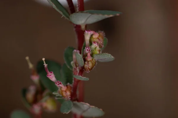 Цветы Плоды Почтенного Песчаника Растение Вида Euphorbia Prostrata — стоковое фото