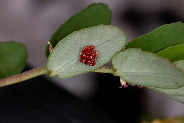Red True Bugs Huevos Del Suborden Heteroptera —  Fotos de Stock