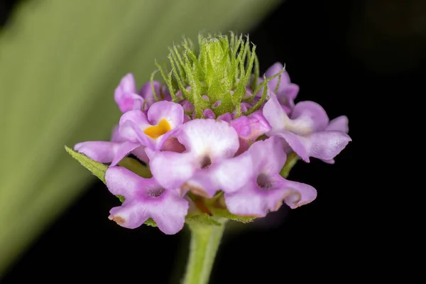 植物の花ランタナ ラベンダー種のポップコーンランタナ トリフォリア — ストック写真