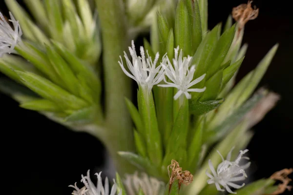 Planta Floração Subfilo Angiospermae Vista Macro — Fotografia de Stock