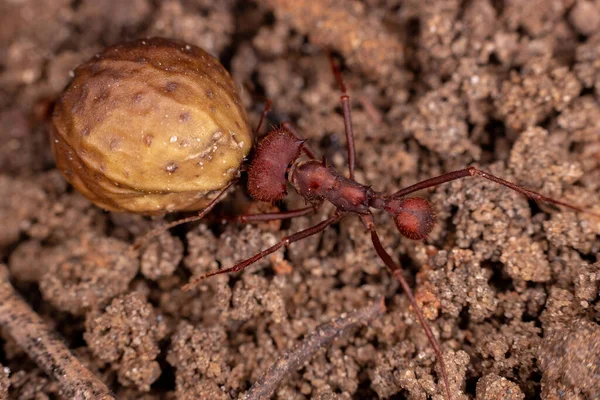 Adult Leaf Cutter Ant Genus Atta — стоковое фото