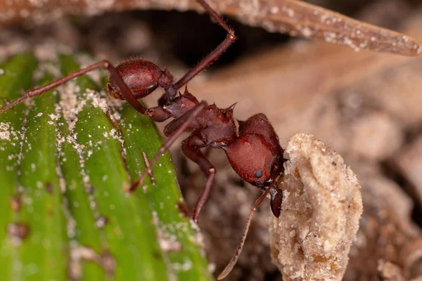 Cortador Folhas Adulto Formiga Gênero Atta — Fotografia de Stock