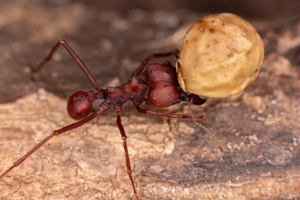 Adult Leaf Cutter Ant Genus Atta — Stock Photo, Image