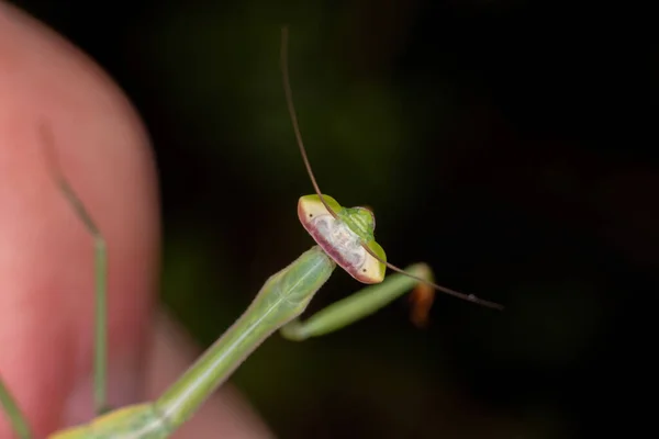 Μικρή Mantid Νύμφη Του Genus Oxyopsis — Φωτογραφία Αρχείου