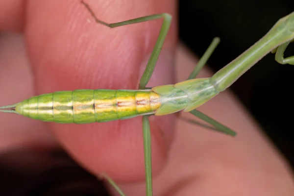 Pequeña Ninfa Mantida Del Género Oxyopsis — Foto de Stock