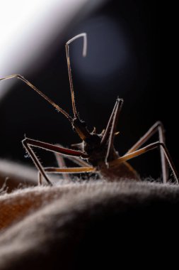Heza cinsinin Yetişkin Suikastçi Böceği