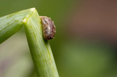 Dioprosopa cinsinden asalak Hover Fly Pupa