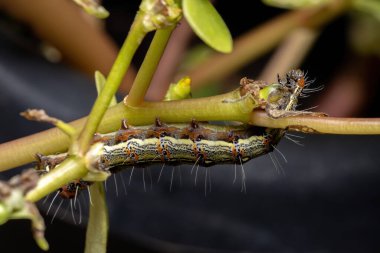 Lepidopteranın tırtılları Portekiz oleracea türünün yaygın bir Purslane bitkisini yiyorlar.