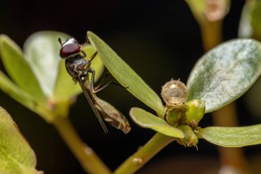 Dioprosopa cinsinin Hover sineği yetişkin böceğin sağındaki bir pupadan yeni yumurtadan çıktı.