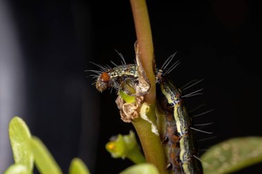 Lepidopteranın tırtılları Portekiz oleracea türünün yaygın bir Purslane bitkisini yiyorlar.