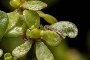 Lepidopteranın tırtılları Portekiz oleracea türünün yaygın bir Purslane bitkisini yiyorlar.