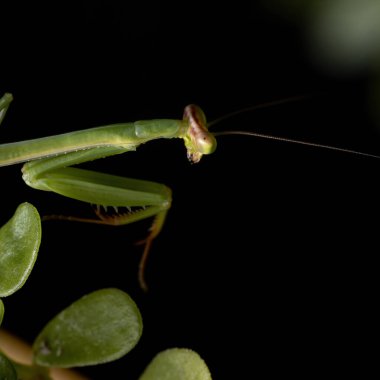 Oxyopsis cinsinin küçük peygamberdevesi