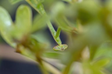 Oxyopsis cinsinin küçük peygamberdevesi