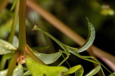 Oxyopsis cinsinden Küçük Mantid Nymph
