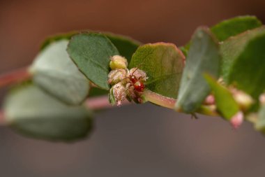 Alt Heteroptera 'nın Kırmızı Gerçek Böcekler perisi