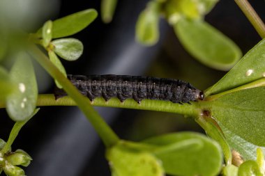 Spodoptera cinsinin tırtılları Portekiz oleracea türünün yaygın Purslane bitkisini yiyorlar.