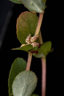 Alt Heteroptera 'nın Kırmızı Gerçek Böcekler perisi